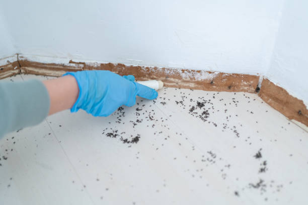 Best Termite Control Services  in Lewisburg, PA